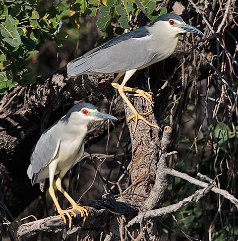Black-crowned Night Heron